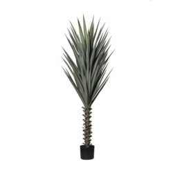 PIANTA AGAVE VERDE H160